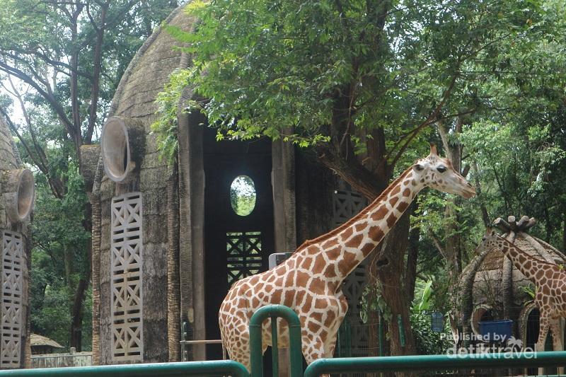 Bermain Bersama Jerapah di Kebun Binatang Ragunan