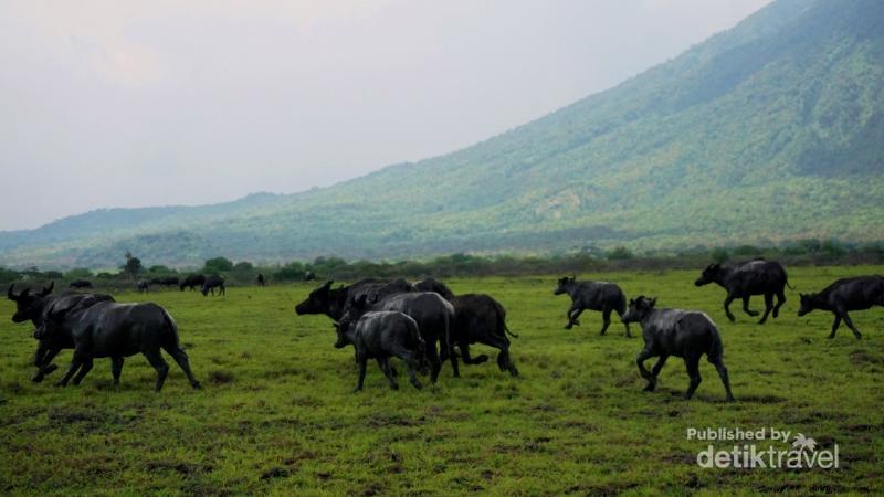 Terpesona Afrika Di Taman Nasional Baluran