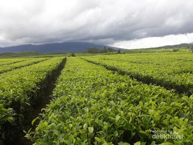 Jambi Punya Kebun Teh Tertua di Indonesia