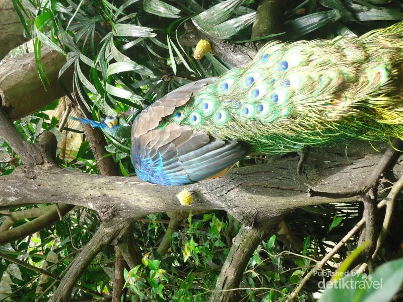 Bogor Juga Punya Tempat Melihat Burung Cantik