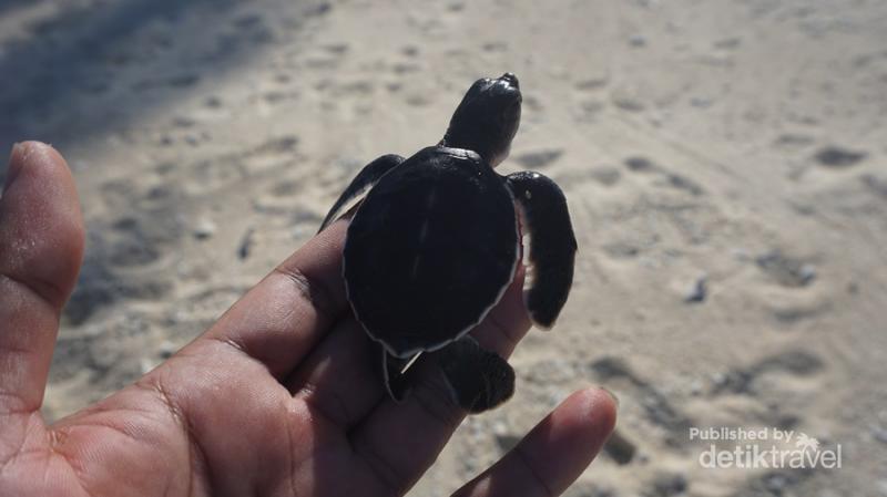 Melihat dari Dekat Konservasi Penyu di Pulau Pahat, Anambas