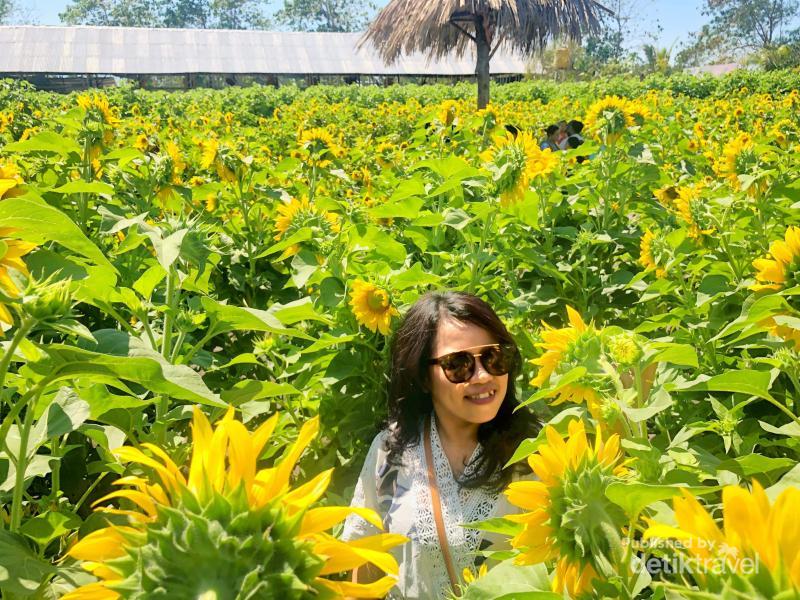 Cerah Indah Taman Bunga Matahari Di Kupang