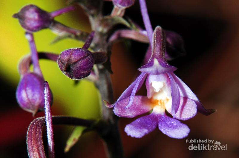 19 Gambar Anggrek  Hutan  Hujan Tropis  Galeri Bunga HD