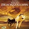 VCD The Young Black Stallion