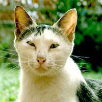 Biar si Kucing Betah di Rumah 