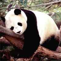 Kehidupan Seks Panda Dimonitor Lewat GPS 