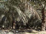 Kebun 10 Ha, Azwa Jadi Andalan