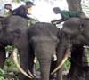Ketika Gajah Masuk Kampung 