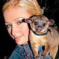 Lagi, Paris Hilton Digigit Monyet