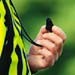 Mainkan Dua Bola, Wasit Dihukum