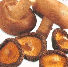 Sajian Jamur nan Lezat 