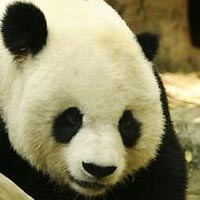 Di Cina, Pembuat Virus Panda Tertangkap