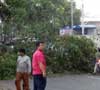 Hujan dan Angin Kencang Landa Jakarta, Pohon Tumbang