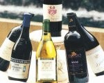 Kelas Pemula WINE XP: WINE 101