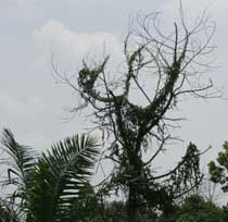 Di Sekitar Pohon Lafal Allah Tercium Bau Harum