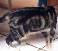 Heboh Kucing Berlafal u0027Allahu0027 di Tangerang