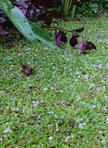 Hujan Deras Disertai Es Landa Bandung, Angkot Ringsek