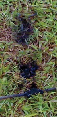 Panitia Hut Bintang Sembrono