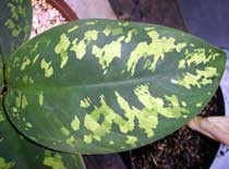 Setelah Salat Malam, Susilo Batal Jual Aglonema Berlafal Allah