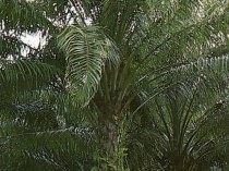 Produksi CPO RI Naik Tajam