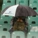 Jangan Pakai Payung di Wimbledon!