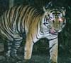 Ditemukan Harimau Sumatera Berkaki Tiga