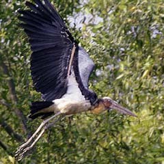 Elang dan Bangau Tontong Disita BKSDA Jatim