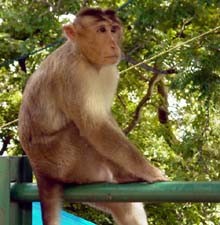 Penyelundupan Monyet Digagalkan 