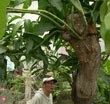 
Pohon Mangga Berdahan Kaktus 
