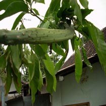 Pohon Mangga Berdahan Kaktus 