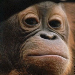 Orangutan Jadi Pemandu Lingkungan di Dunia Maya