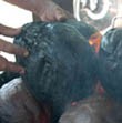 Kelapa Muda Bakar Dipercaya Bisa Tingkatkan Vitalitas