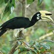 Pulau Sempu, Malang Dihuni Ratusan Burung Langka
