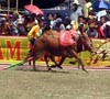 24 Pasang Sapi Ikuti Kejuaraan Karapan Sapi Piala Presiden