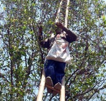 Buruh Pitil Cengkeh Dicekam Perasaan Cemas