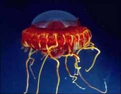 Sesuatu Mirip UFO Ditemukan di Laut Sulawesi