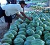 Yuk, Makan Semangka Made in Kedung Cowek