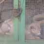Kucing Hantu Cekik Hanya Jadi Bahan Perdebatan