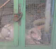 Kucing Hantu Cekik Hanya Jadi Bahan Perdebatan