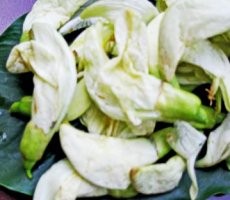 Kembang Turi