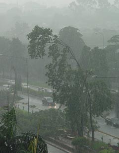 Pohon Tumbang Lumpuhkan Busway Kuningan-Ragunan