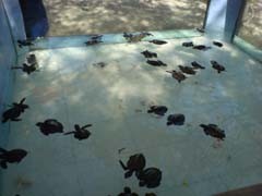 Gili Trawangan Nan Menawan 