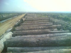 Illegal Logging di Riau, Ribuan Hektar Hutan Lindung Musnah