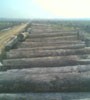 Illegal Logging di Riau, Ribuan Hektar Hutan Lindung Musnah