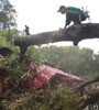 Kraak! Pohon Tumbang Jl Surabaya Timpa Kios Keramik Antik