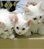 Waw...! Kucing Kloningan Menyala dalam Gelap