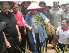Mega Bercaping Babat Padi Petani