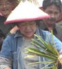 Mega Bercaping Babat Padi Petani