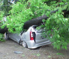Bruuuk...! Avanza Tertimpa Pohon Pete Cina di Jalan Senjaya