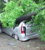 Bruuuk...! Avanza Tertimpa Pohon Pete Cina di Jalan Senjaya
